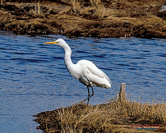 Great Egret 601