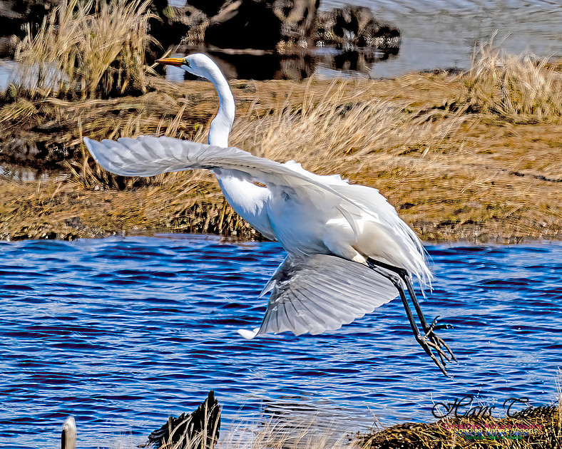 Great Egret 600