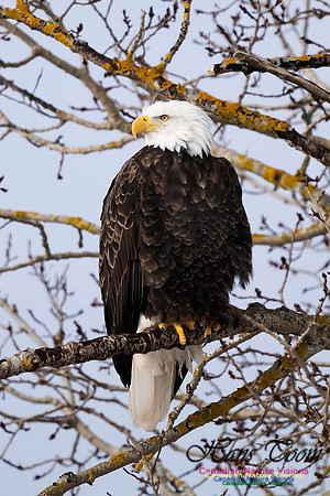 Bald Eagle 101