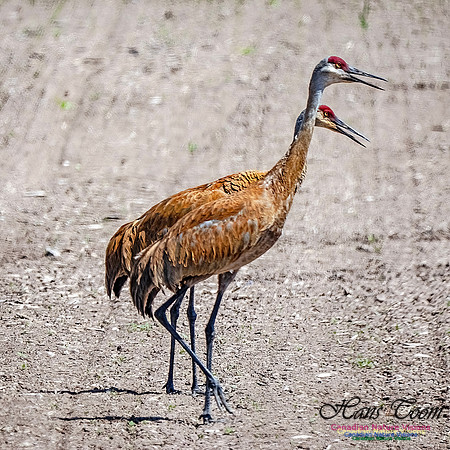 Sandhill Cranes 710