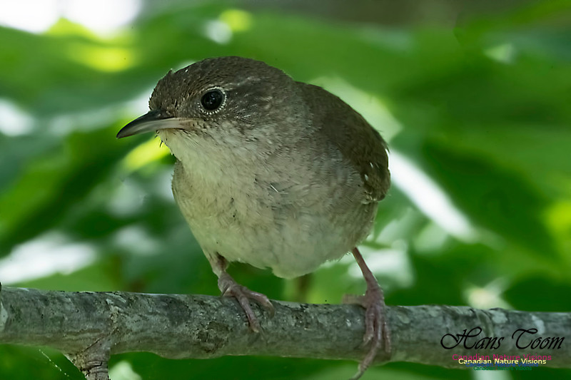 House Wren 1001