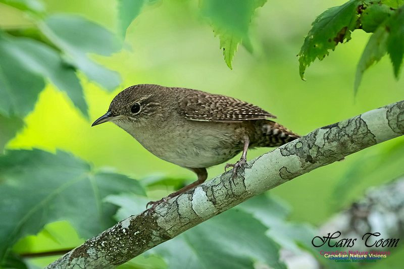 House Wren 1002