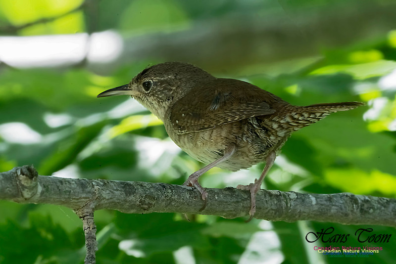 House Wren 1000