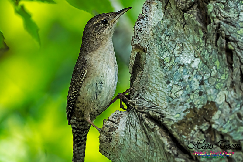 House Wren 1005