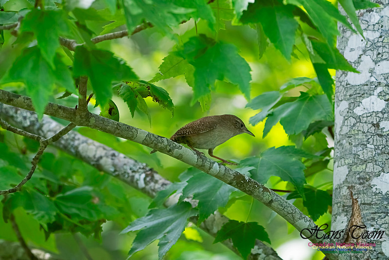 House Wren 1003