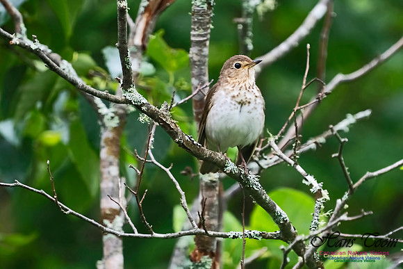 Swainson's Thrush 1000