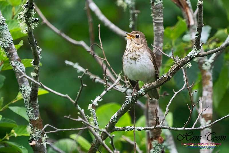 Swainson's Thrush 1004