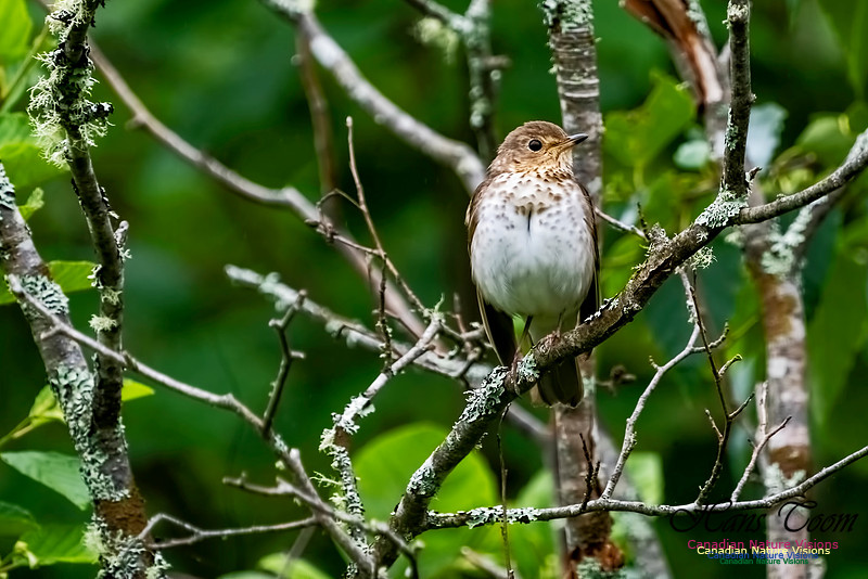Swainson's Thrush 1002