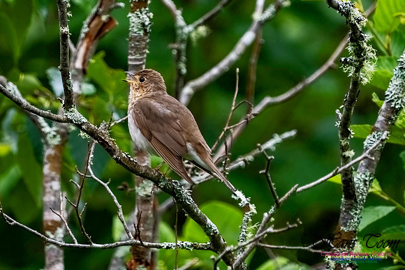 Swainson's Thrush 1003