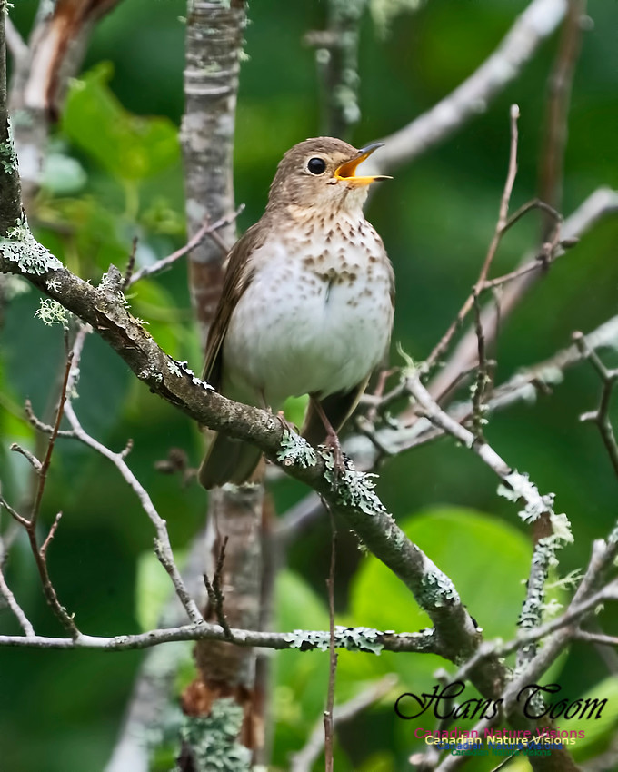 Swainson's Thrush 1005