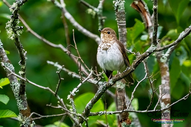 Swainson's Thrush 1001