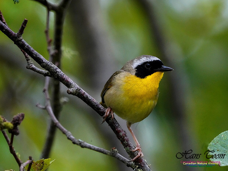 Common Yellowthroat 400
