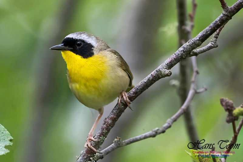 Common Yellowthroat 1002