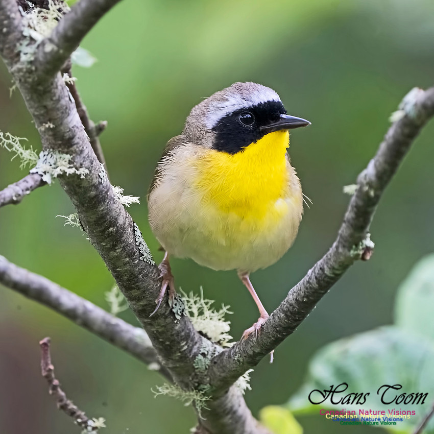 Common Yellowthroat 1001