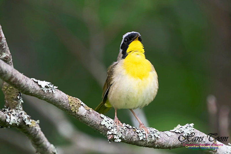 Common Yellowthroat 1003
