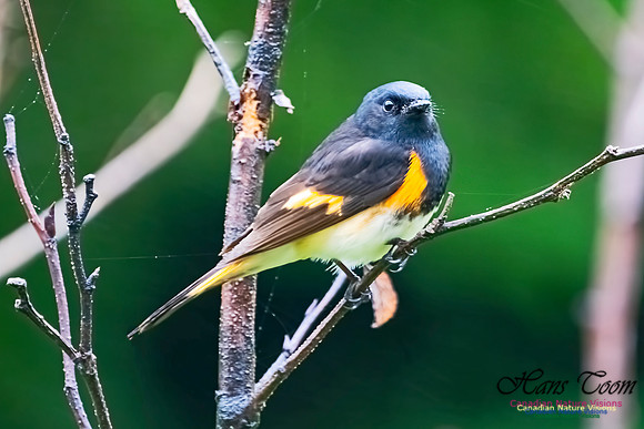 American Redstart 1001