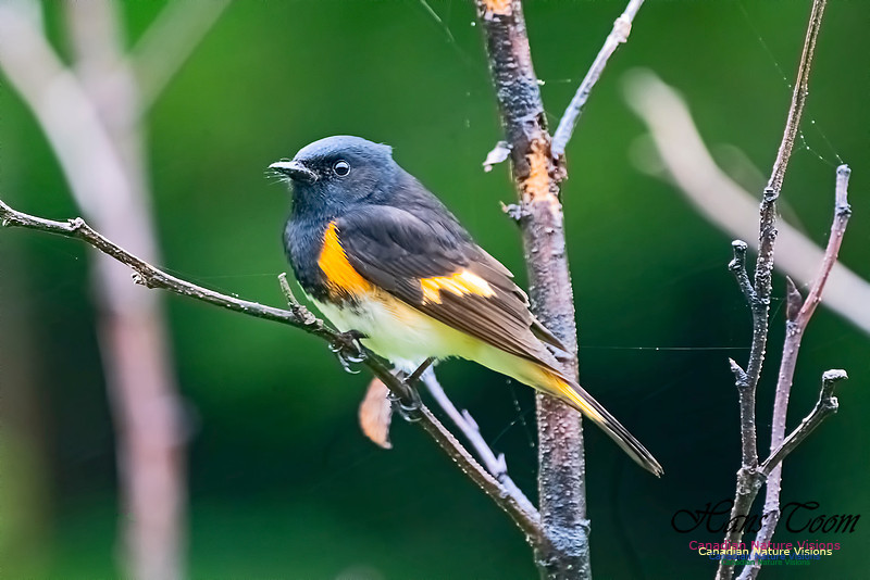 American Redstart 1000