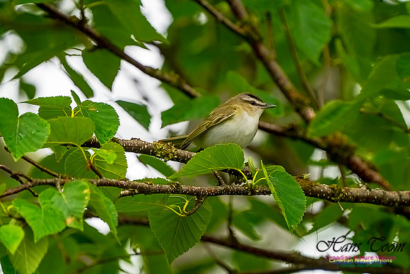 Red-eyed Vireo 1000