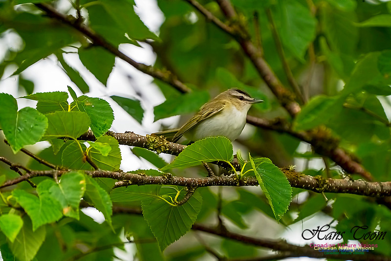 Red-eyed Vireo 1000