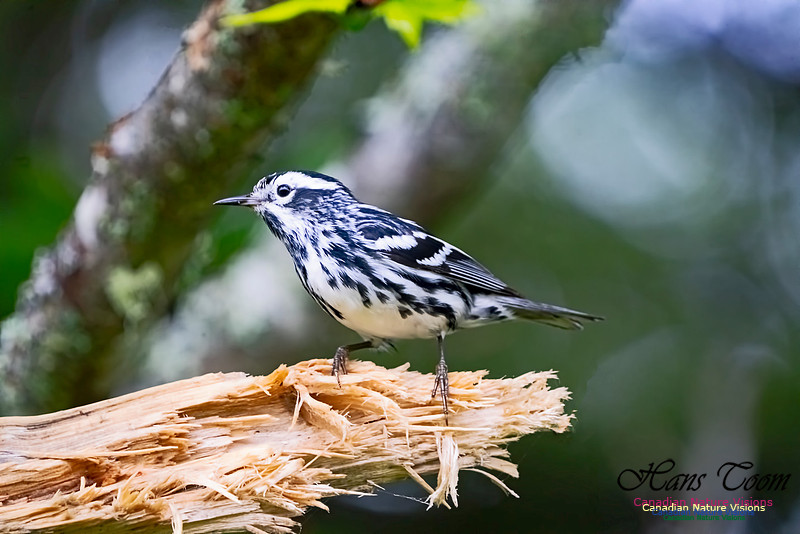 Black-and-White Warbler 1000