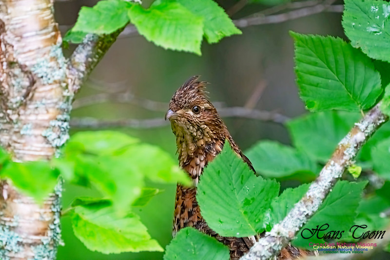 Ruffed Grouse 1001