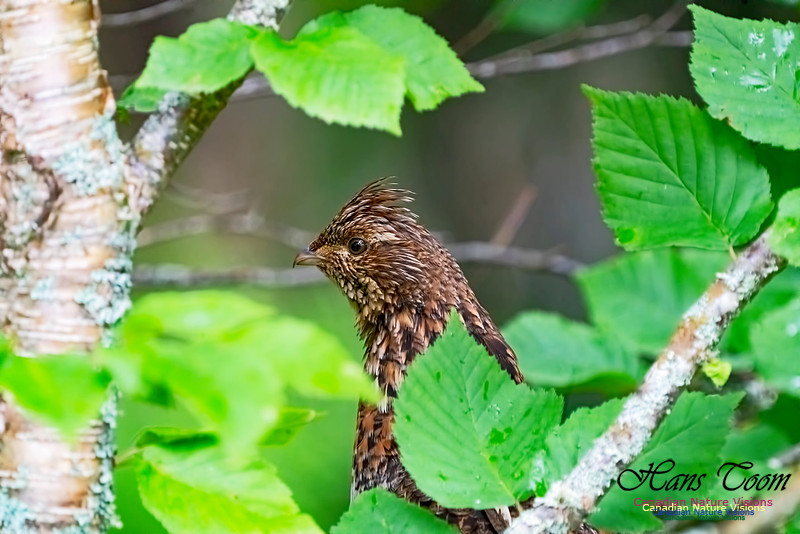 Ruffed Grouse 1000