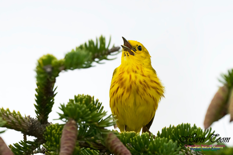 Yellow Warbler 1001