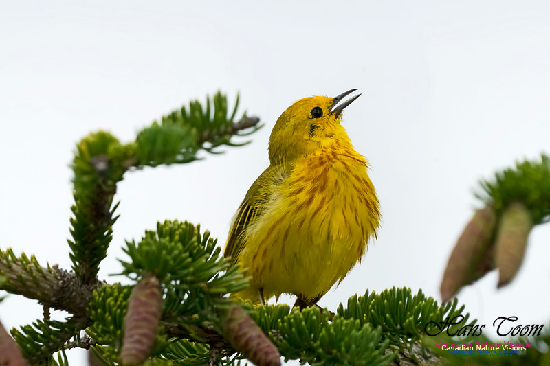 Yellow Warbler 1003