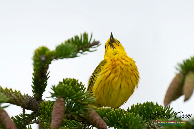 Yellow Warbler 1002