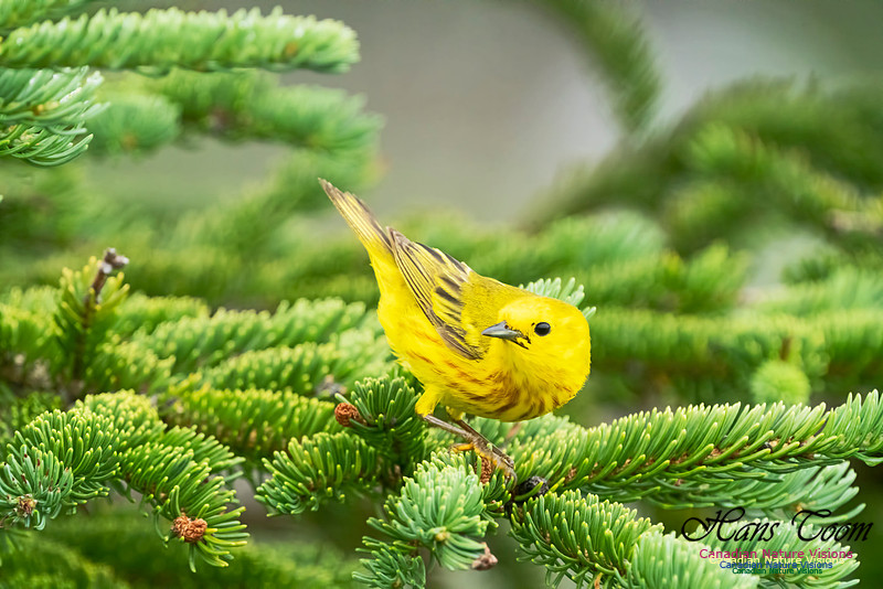 Yellow Warbler 1000