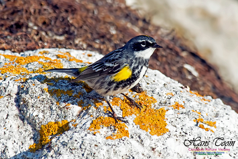 Yellow-rumped Warbler