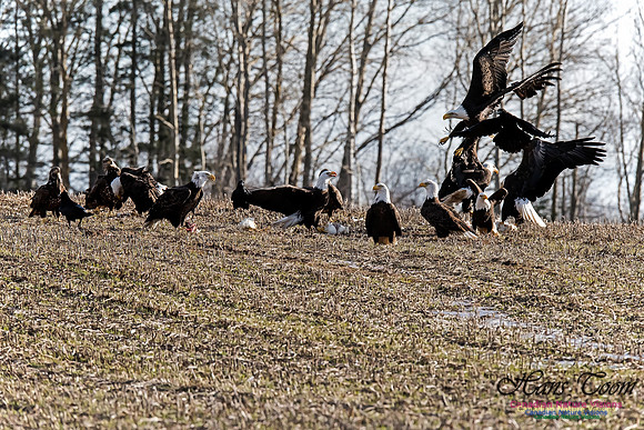 Bald Eagle