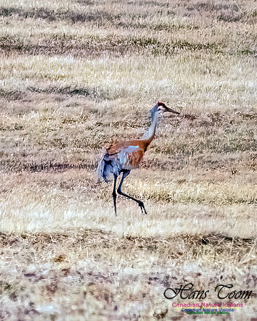 Sandhill Crane 803