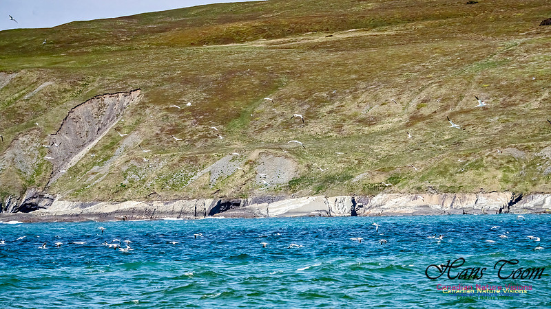 St. Vincent Whales and Gannets 108