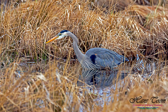 Great Blue Heron 4