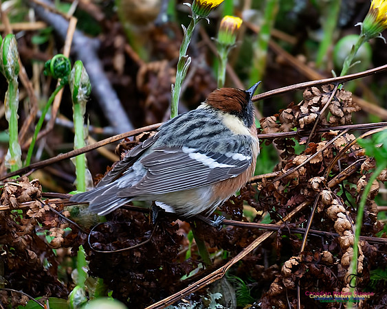 Bay-breasted Warbler 101