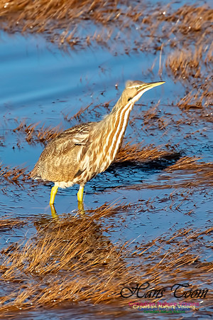American Bittern 1a