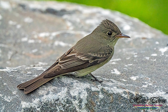Eastern Wood-pewee 108