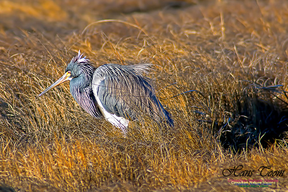 Tricoloured Heron 41