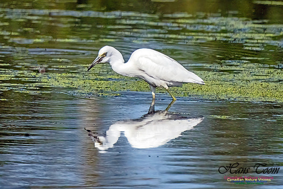 Little Blue Heron 301