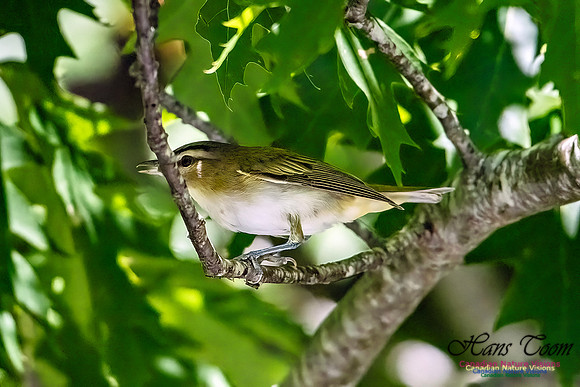 Blue-headed Vireo 105