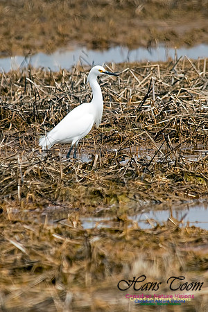 Snowy Egret