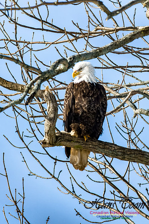 Bald Eagle 100