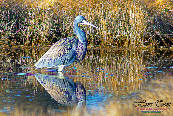 Tricoloured Heron 35