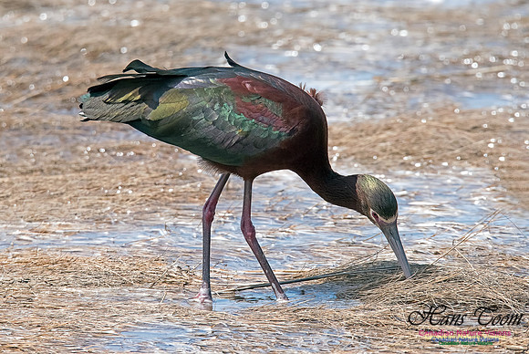 White-faced Ibis