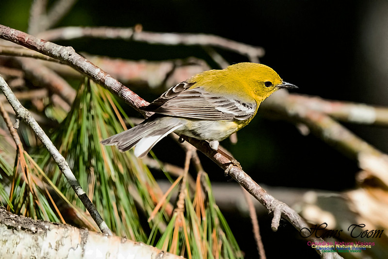 Pine Warbler 401