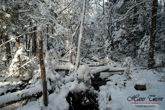Bell Park in Winter