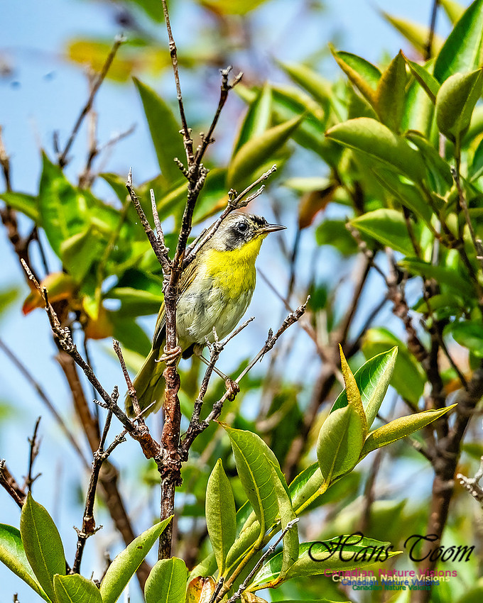 Common Yellowthroat 853