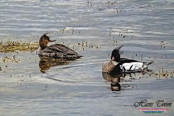 Red-breasted Merganser 401