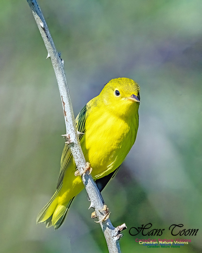 Yellow Warbler 101